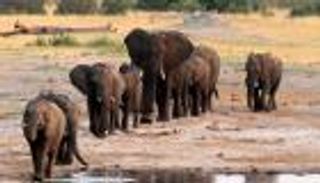 الأفيال تنقذ المئات من سيول نيبال