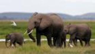 بالفيديو.. الأفيال تنقذ مئات السائحين في نيبال