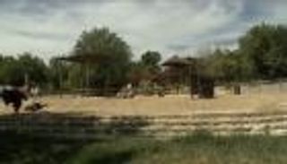 إنفلونزا الطيور تصيب النعام في جنوب إفريقيا