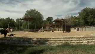 انفلونزا الطيور تضرب مزرعتي نعام في جنوب أفريقيا