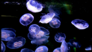 علماء عن  قناديل البحر: إذا لم تتغلب عليها أكثر من أكلها