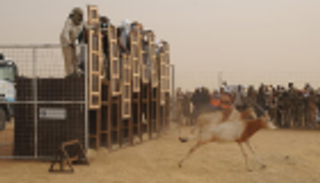 "بيئة أبوظبي" تعيد توطين المها الإفريقي في تشاد