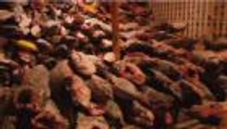 مصادرة سفينة تحمل أسماكا مهددة بالانقراض 