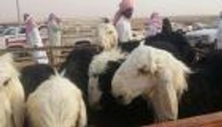 السعودية.. تقنية حديثة تحفظ لحوم الأضاحي لعام كامل