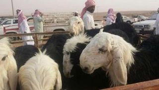 تقنيات حديثة لتجفيف لحوم الأضاحي في السعودية