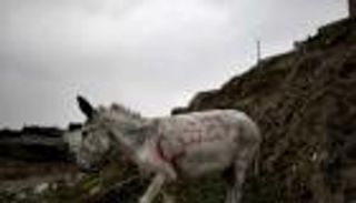 حمار مفخخ يقتل 3 دواعش