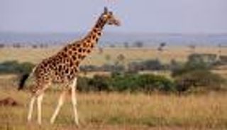 بالصور.. كيف ينام هذا المخلوق الشاهق؟