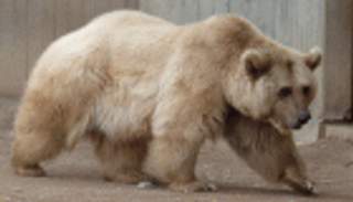 ليتوانيا.. العثور على "دب" مختبئ في أحد المقاهي