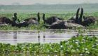 الهند.. الفيضانات تغرق محمية شهيرة ونفوق أكثر من 225 حيوانا