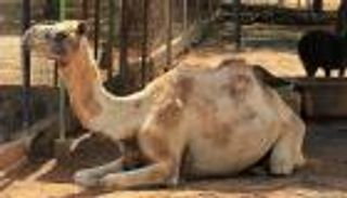 فنزويلا.. لصوص جائعون يسرقون حديقة حيوانات ليأكلوا