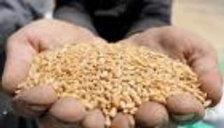 مصر ترفض شحنة قمح تحتوي على بذور الخشخاش