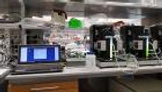 باحثو "نيويورك أبوظبي" يكتشفون نوعا فريدا للطحالب الخضراء الإماراتية