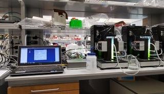 باحثون من جامعة نيويورك أبوظبي يكتشفون طحالب خضراء إماراتية