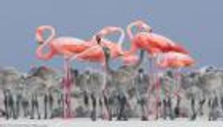  صغير "الفلامينغو" يمنح مكسيكيا جائزة صورة العام للطيور