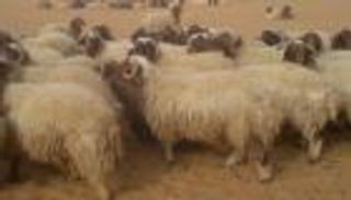 مصر.. ركود سوق الأضاحي لارتفاع الأسعار