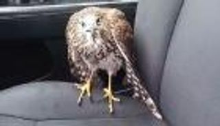 بالفيديو.. صقر مذعور يهرب من الإعصار إلى التاكسي