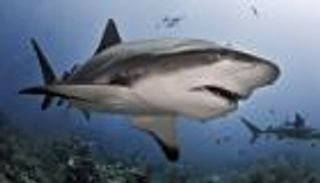 أستراليا تستخدم الذكاء الصنعي لمحاربة أسماك القرش