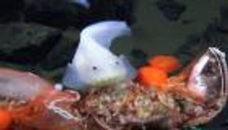 بالفيديو.. العثور على سمكة في أعمق نقاط الأرض لأول مرة