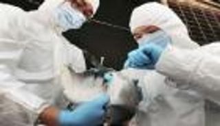 ألمانيا تكتشف فيروس إنفلونزا الطيور في وسط البلاد