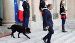 بالفيديو والصور.. رئيس فرنسا يختار كلب الإليزيه الجديد