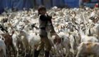 بالصور.. أسواق الأضاحي في العالم أشكال وألوان