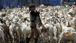 سوق للماشية والماعز بأشكال مميزة في اليمن (أ.ف.ب)