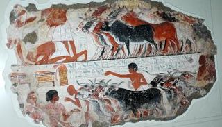 زفة الأضحية عادة مصرية قديمة