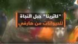 كاترينا جبل النجاة للحيوانات من هارفي