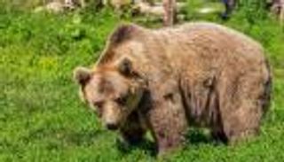تحذير من مخاطر بيئية.. الدببة لم تعد تأكل الأسماك 