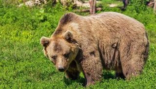 الدببة نباتية بسبب التغير المناخي