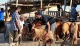 7 شروط لاختيار الأضحية الشرعية.. ما هي؟