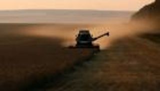 مصر تمد فترة السماح برطوبة 13.5% في القمح 