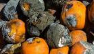 صادرات إيران إلى قطر: 10 أطنان فاكهة وخضراوات "فاسدة"