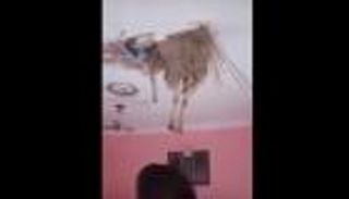 بالفيديو.. خروف الجزائر المعلق.. أعجوبة عيد الأضحى