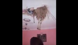 خروف معلق بالسقف في الجزائر