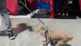 بالصور.. كلاب فلوريدا يختبؤون قبل إعصار إرما