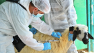 أبوظبي للرقابة الغذائية يطلق حملة التحصين 9 ضد أمراض الثروة الحيوانية