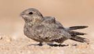 اكتشاف نوع نادر من الطيور في الإمارات