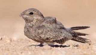 طائر السبد المصري