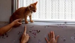 لحماية "القطط الضالة".. قطار ركاب ياباني يستقبلهم 