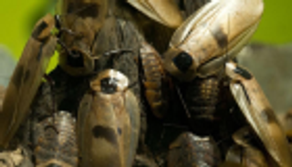 مفاجأة.. حليب الصرصور أفضل من نظيره البقري