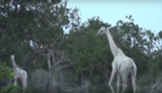أول فيديو لزرافة "بيضاء" ترعى مع صغيرها