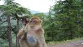 بالصور.. "سياحة القِرَدة" تجلب آلاف السياح للجزائر سنويا