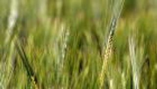 الأردن يطرح مناقصة جديدة لشراء 100 ألف طن من الشعير