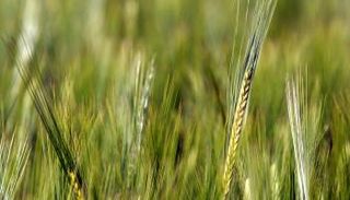 الأردن يطرح مناقصة جديدة لشراء 100 ألف طن من الشعير