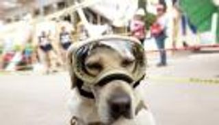 "فريدا" البطلة.. كلبة تنقذ ضحايا زلزال المكسيك