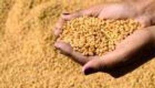 قرار مصري بغربلة شحنة قمح تحتوي على بذور الخشخاش