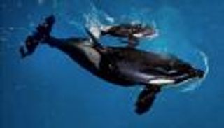 بالفيديو.. حيتان قاتلة تهاجم متسابقي ركوب الأمواج