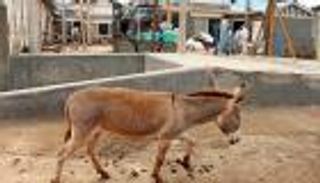 الحمير.. ضحايا الصناعات الصينية في إفريقيا