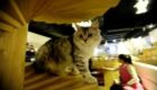 "بت كورنر".. أول مقهى للحيوانات الأليفة في مصر